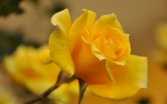 Desktop image. Flowers. ID:68550