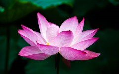 Desktop image. Flowers. ID:68556