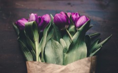 Desktop image. Flowers. ID:68557