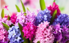 Desktop image. Flowers. ID:68558