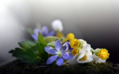 Desktop image. Flowers. ID:68559