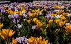 Desktop image. Flowers. ID:68567