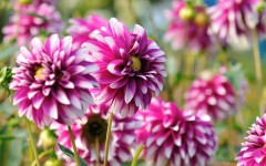 Desktop image. Flowers. ID:68568