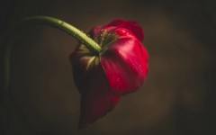 Desktop image. Flowers. ID:68569