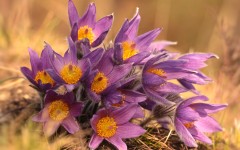 Desktop image. Flowers. ID:68570