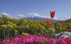 Desktop image. Flowers. ID:68572