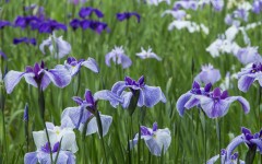 Desktop image. Flowers. ID:68574