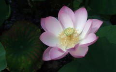 Desktop image. Flowers. ID:68575