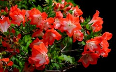Desktop image. Flowers. ID:68576