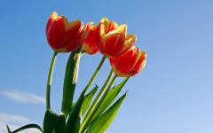 Desktop image. Flowers. ID:68578