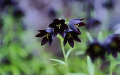 Desktop image. Flowers. ID:68579