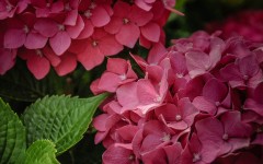 Desktop image. Flowers. ID:68582