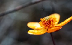 Desktop image. Flowers. ID:68583
