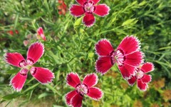 Desktop image. Flowers. ID:68584