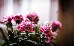 Desktop image. Flowers. ID:68586