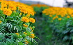 Desktop image. Flowers. ID:68588