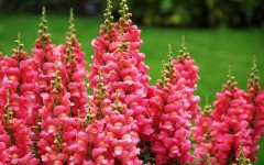Desktop image. Flowers. ID:68589