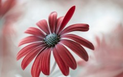 Desktop image. Flowers. ID:68590