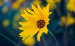 Desktop image. Flowers. ID:68591