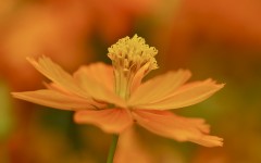 Desktop image. Flowers. ID:68592