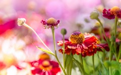 Desktop image. Flowers. ID:68593
