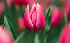 Desktop image. Flowers. ID:68594