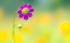 Desktop image. Flowers. ID:68595