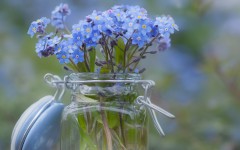 Desktop image. Flowers. ID:68600