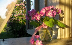 Desktop image. Flowers. ID:68601