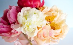 Desktop image. Flowers. ID:68602