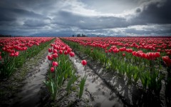 Desktop image. Flowers. ID:68605