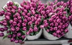 Desktop image. Flowers. ID:68606