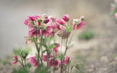 Desktop image. Flowers. ID:68607