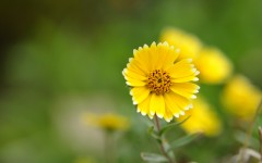 Desktop image. Flowers. ID:68609