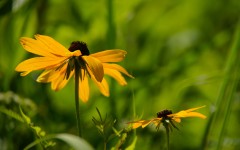 Desktop image. Flowers. ID:68614