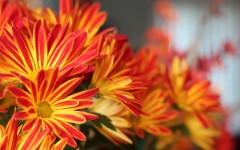 Desktop image. Flowers. ID:68615