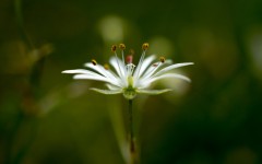 Desktop image. Flowers. ID:68616