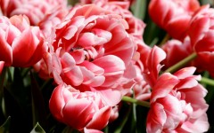 Desktop image. Flowers. ID:68617