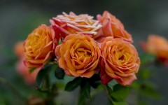Desktop image. Flowers. ID:68618