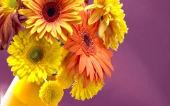 Desktop image. Flowers. ID:68619