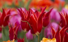 Desktop image. Flowers. ID:68620