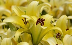 Desktop image. Flowers. ID:68621