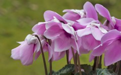 Desktop image. Flowers. ID:68622