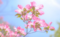 Desktop image. Flowers. ID:68623