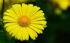 Desktop image. Flowers. ID:68624