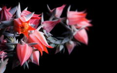 Desktop image. Flowers. ID:68626