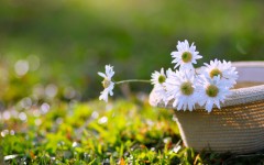 Desktop image. Flowers. ID:68627