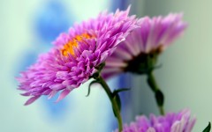 Desktop image. Flowers. ID:68633