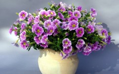 Desktop image. Flowers. ID:68634