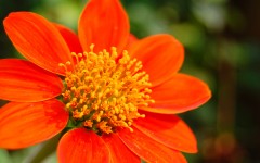 Desktop image. Flowers. ID:68635